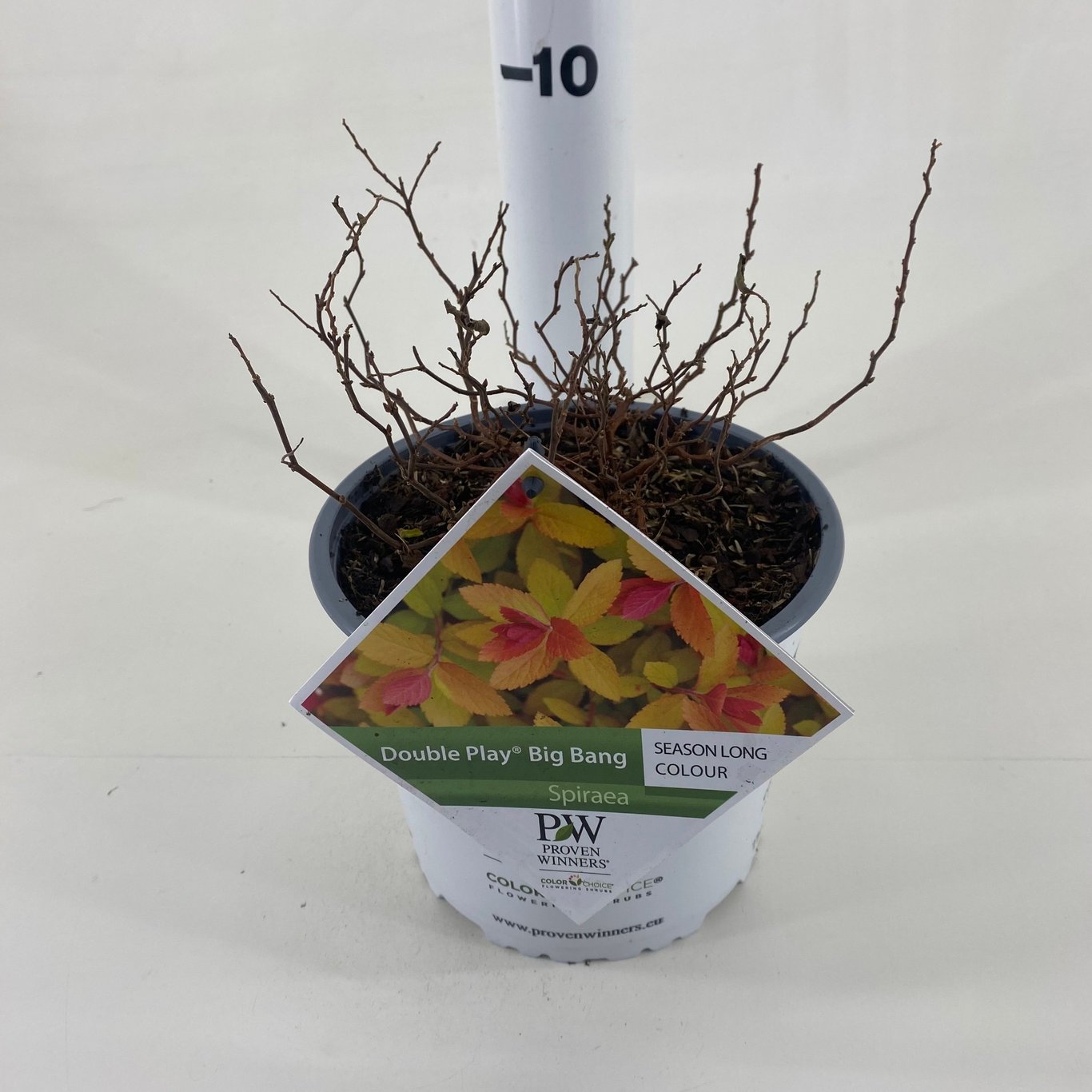 Spiraea japonica DOUBLE PLAY 'Big Bang'® - C3 20-30 CM